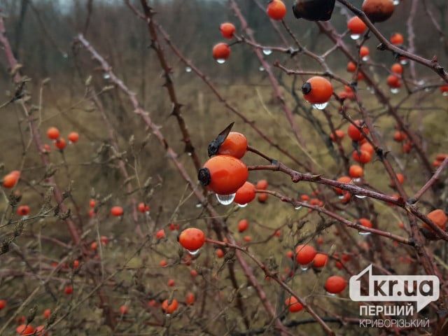 Возможен дождь: погода в Кривом Роге на Рождество, 25 декабря