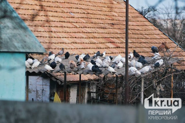 Какую погоду ждать криворожанам 13 грудня