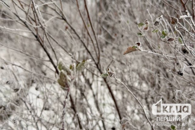 Какую погоду ждать криворожанам 25 января