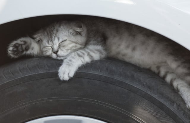 Под капотом могут быть коты: криворожан призывают перед поездкой проверять авто