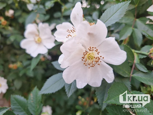 Что посадить в апреле: простой гид для криворожан