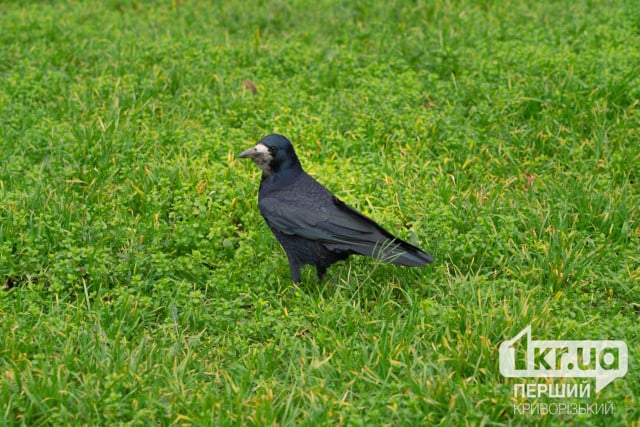 Какой будет погода в Кривом Роге 14 апреля