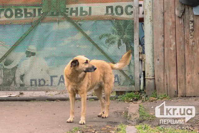 Натравливали собак друг на друга: полиция Кривого Рога открыла уголовное дело
