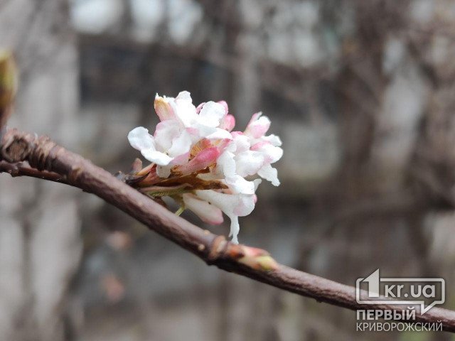Погода в Кривом Роге 3 марта и гороскоп