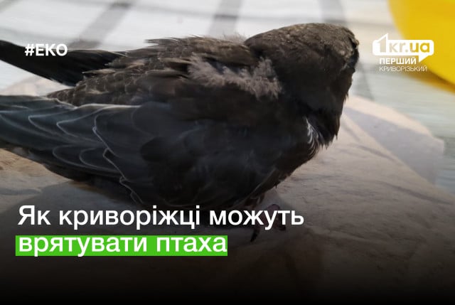 Что делать, если вы нашли дикую птицу