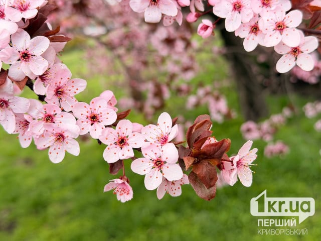 Погода в Кривом Роге 11 апреля