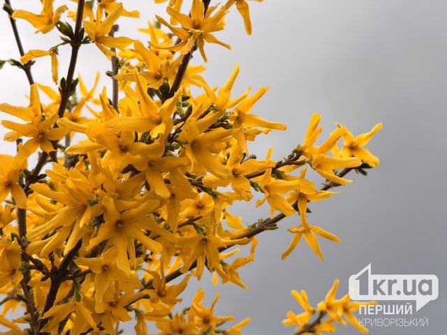 Погода в Кривом Роге 13 апреля