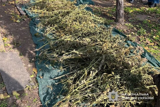 В Кривом Роге у мужчины изъяли 118 растений конопли